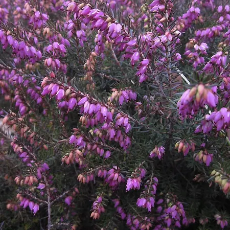 Gæstehus L'incontro Alice Superiore